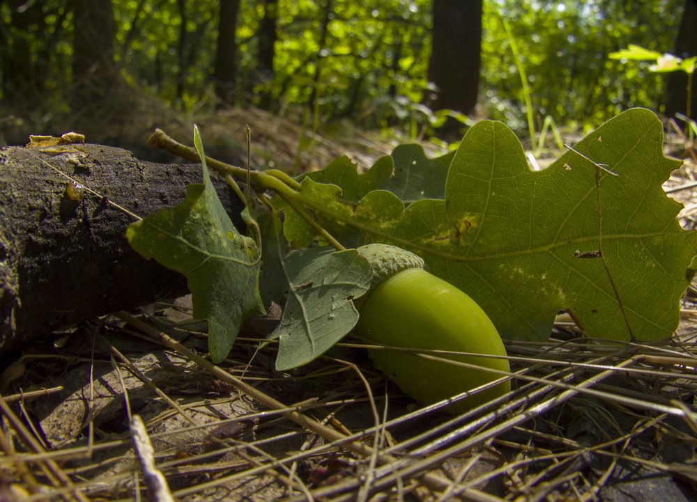 Photograph by Иван Доможирский