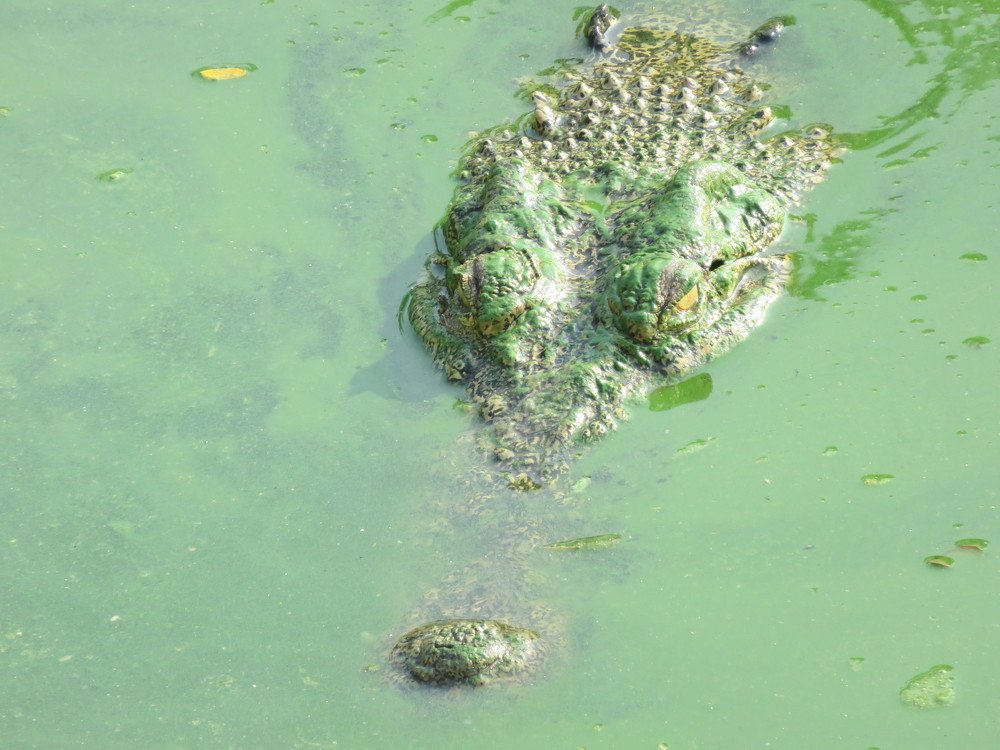 "Green" crocodile