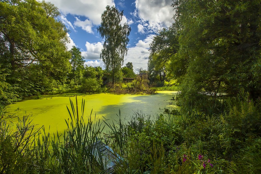 Летний пруд