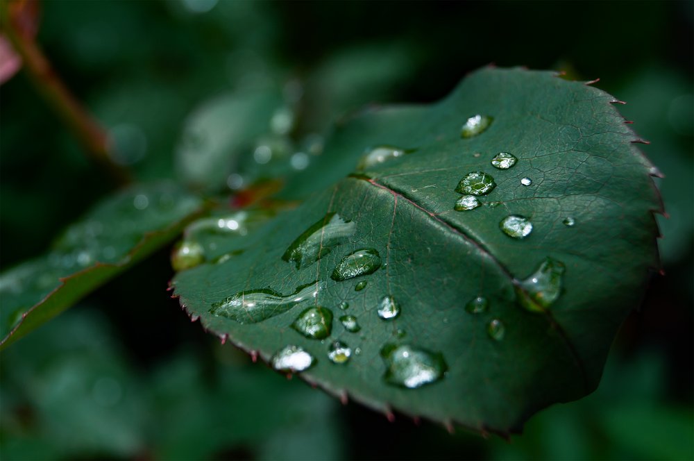 Photograph by Максим Гусаров