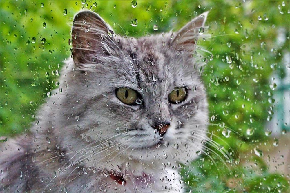 Фотография автора Юлианна Гуртовенко