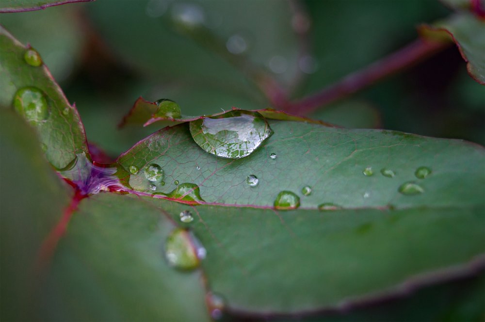 Photograph by Максим Гусаров