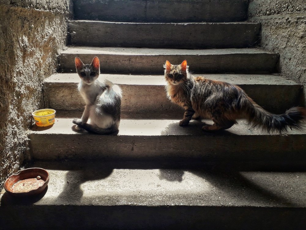 Photo #3576451