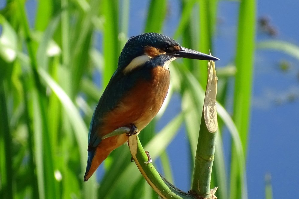 Изумруд и аквамарин.