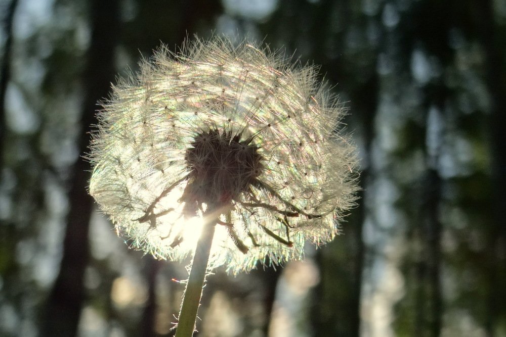 Невесомость