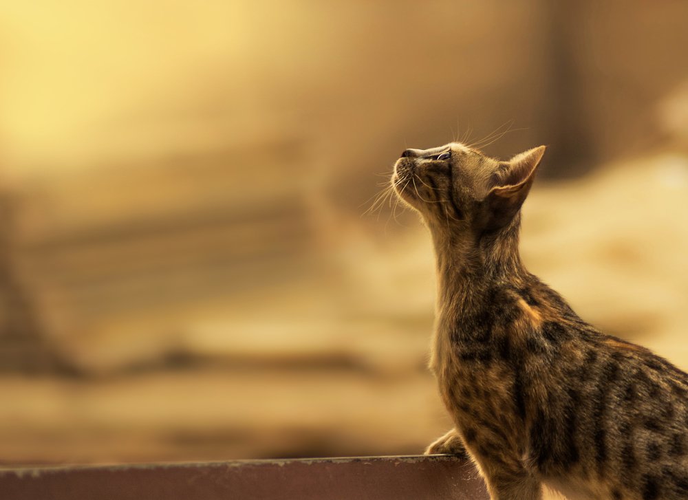 Photograph by Mohamed Attia