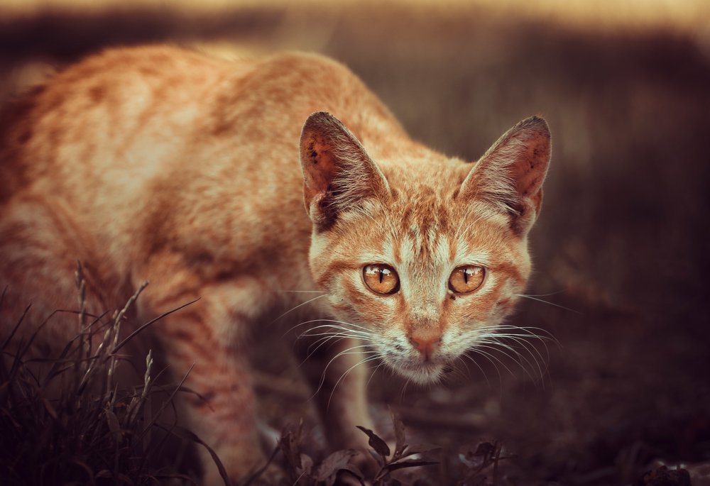 Photograph by Mohamed Attia