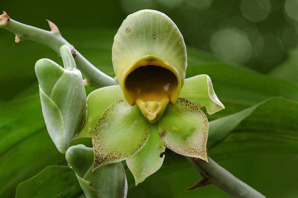 Catasetum macrocarpum, female flower