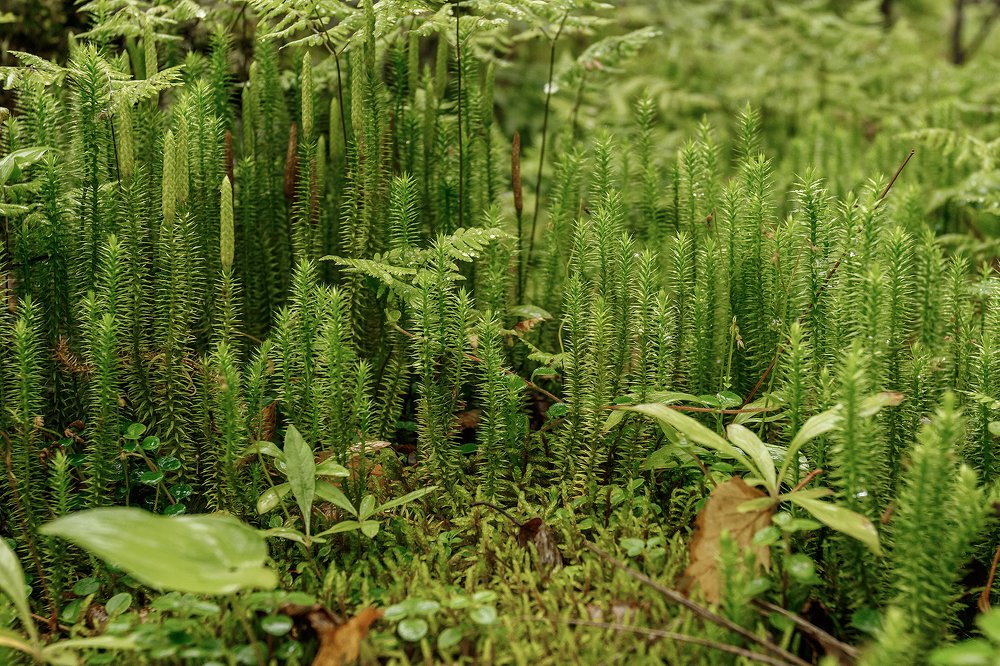Макромир Сибирской тайги.