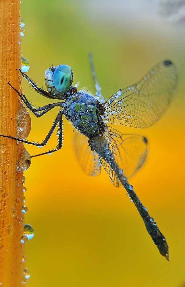 Photograph by Partha Chatterjee