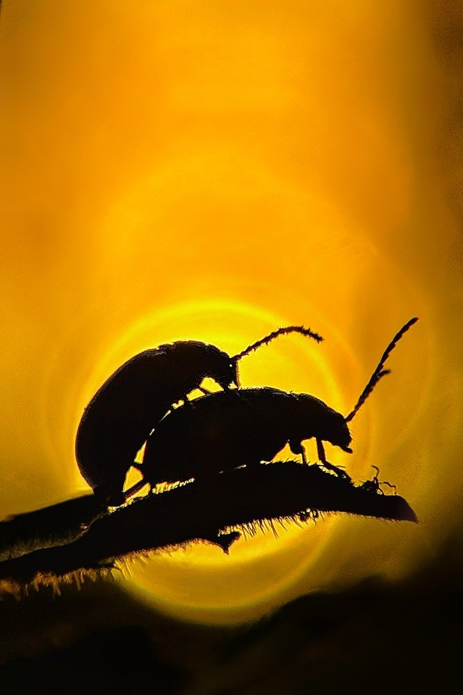 Photograph by Partha Chatterjee