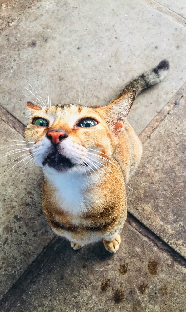 Фотография автора Vishwa Fonseka