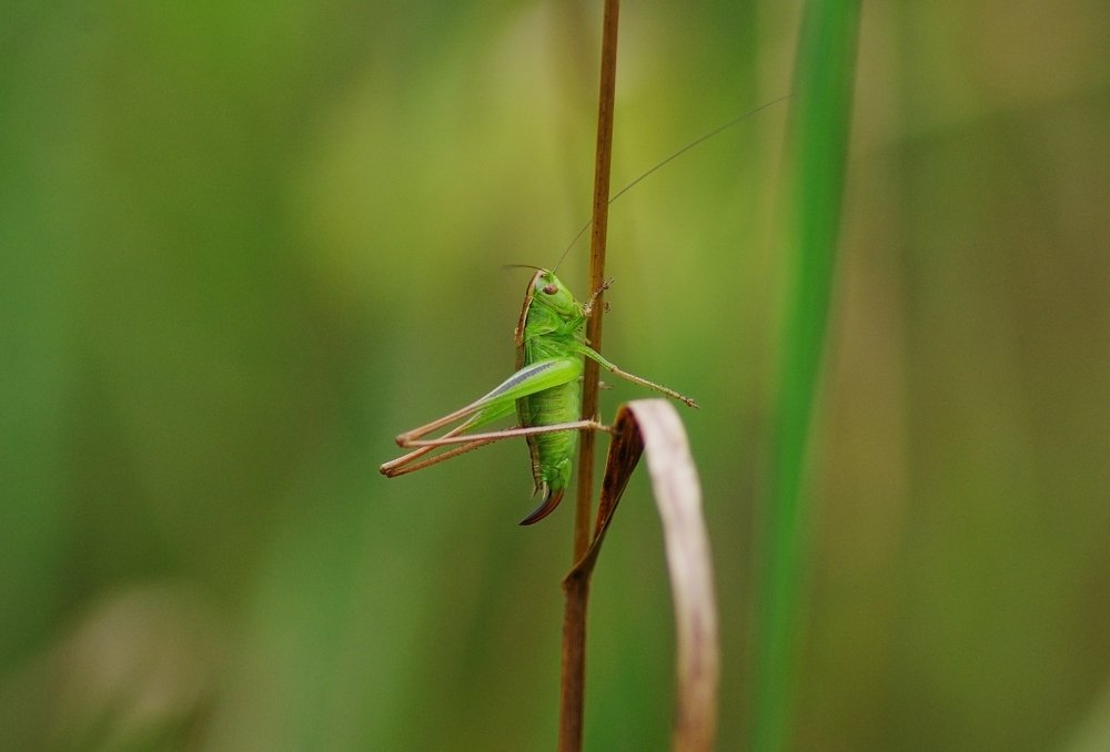 Разновидности Зеленого...