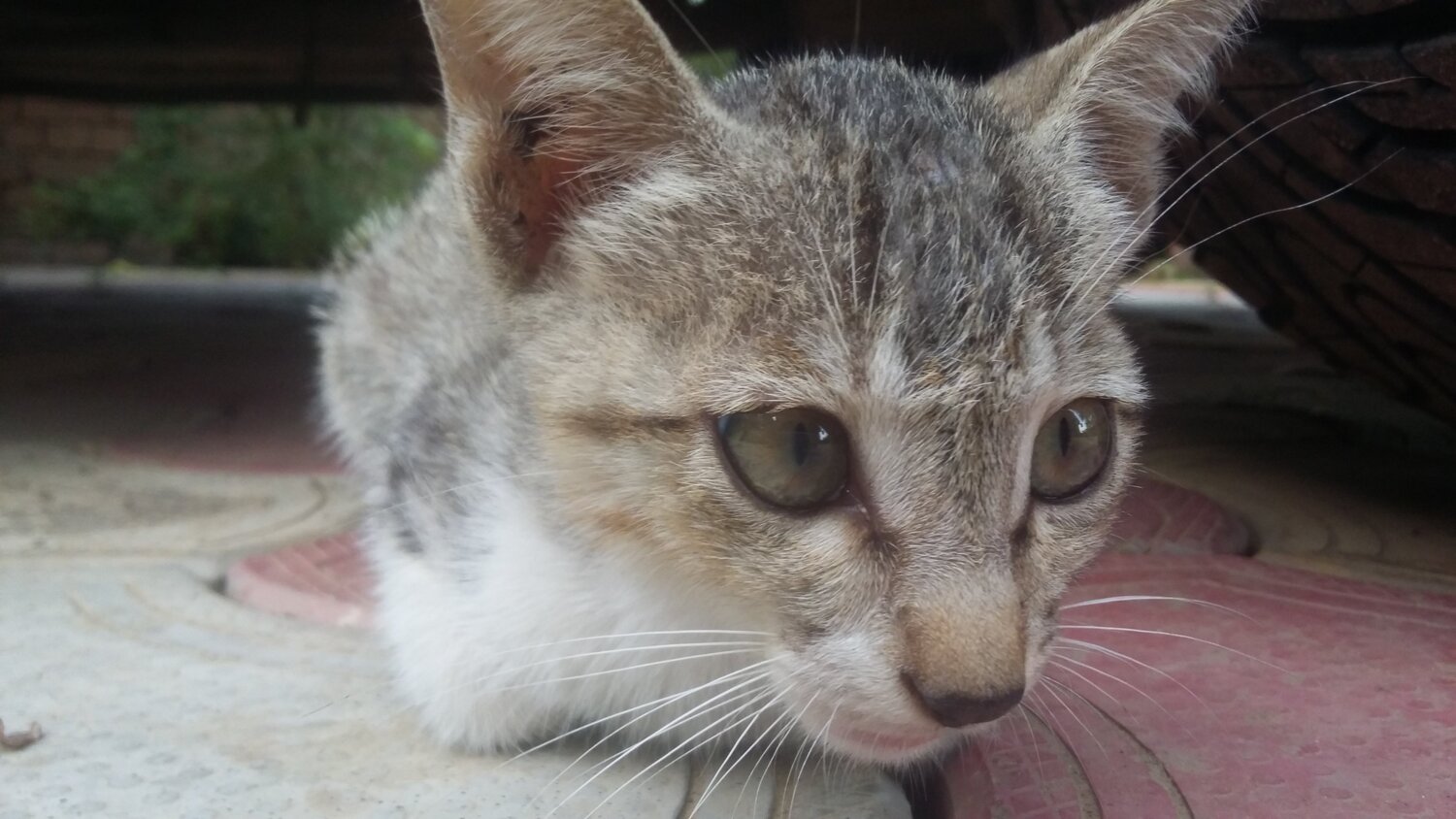 Photo #3576928