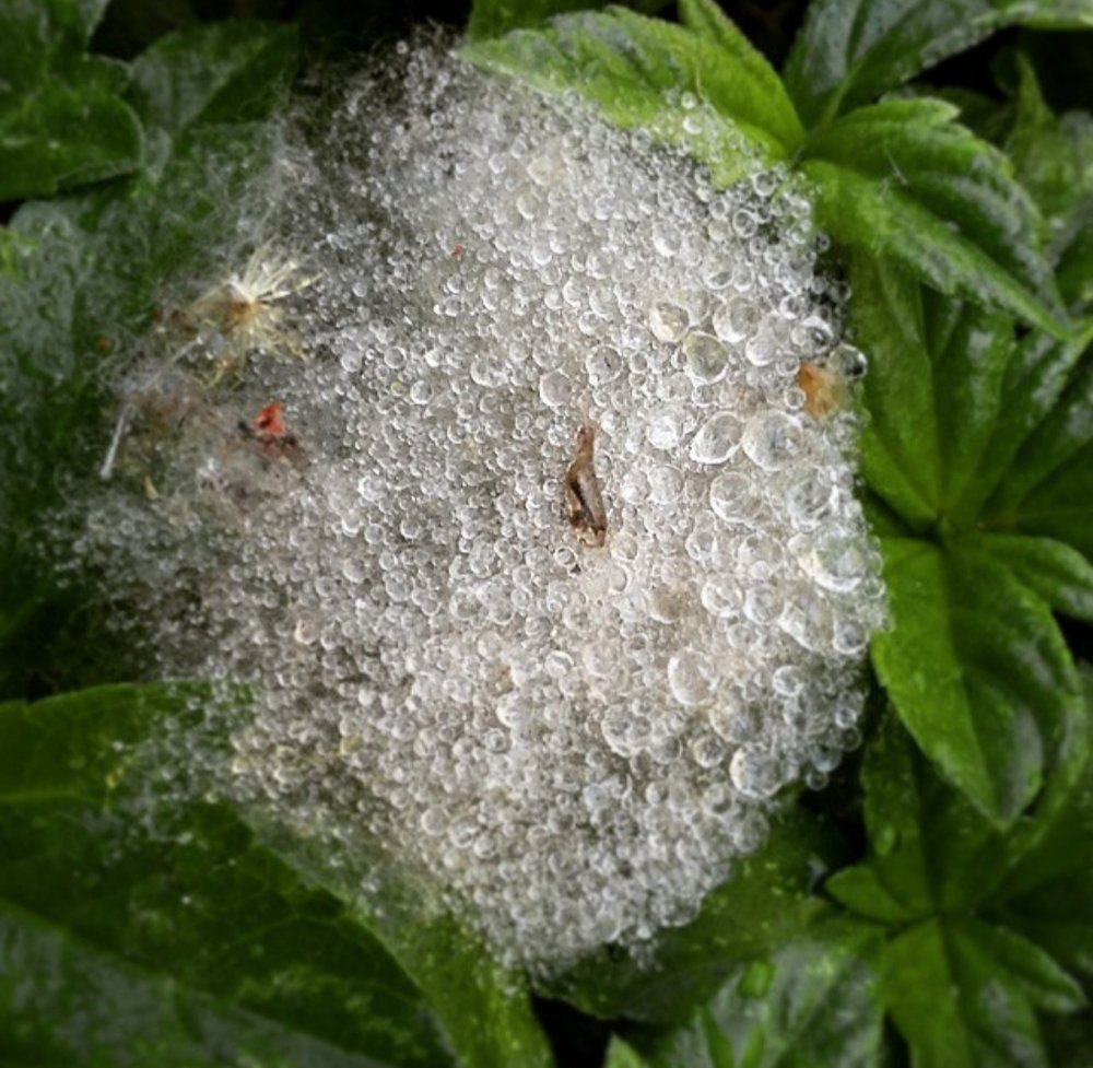 Photograph by William Rafael