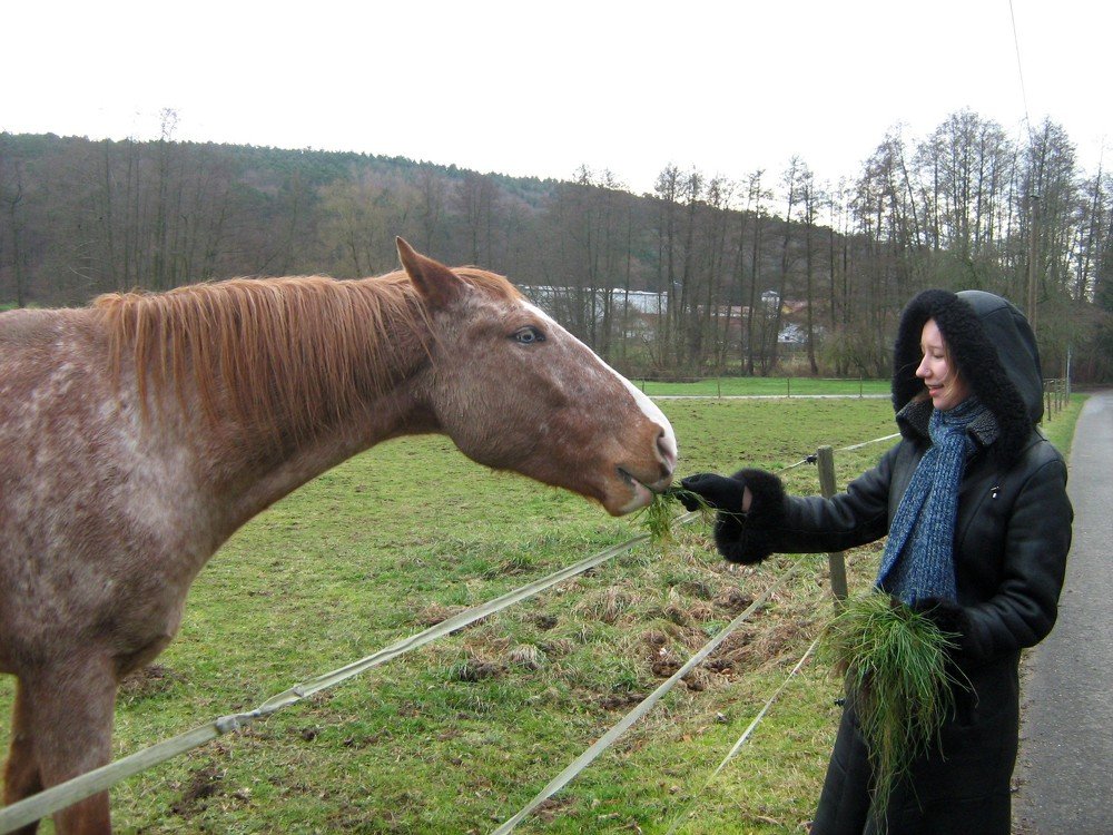 Кормление лошади