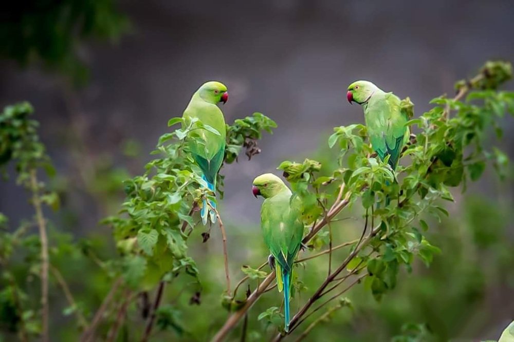 Photograph by Mohamed Ruksan