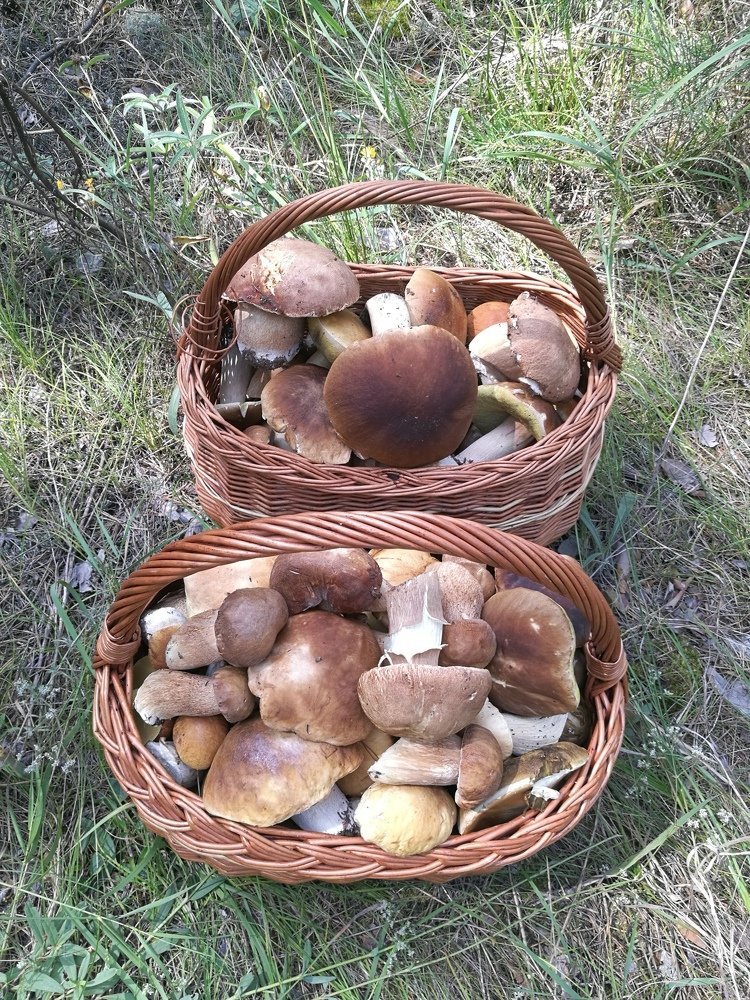 ой грибочки мои!