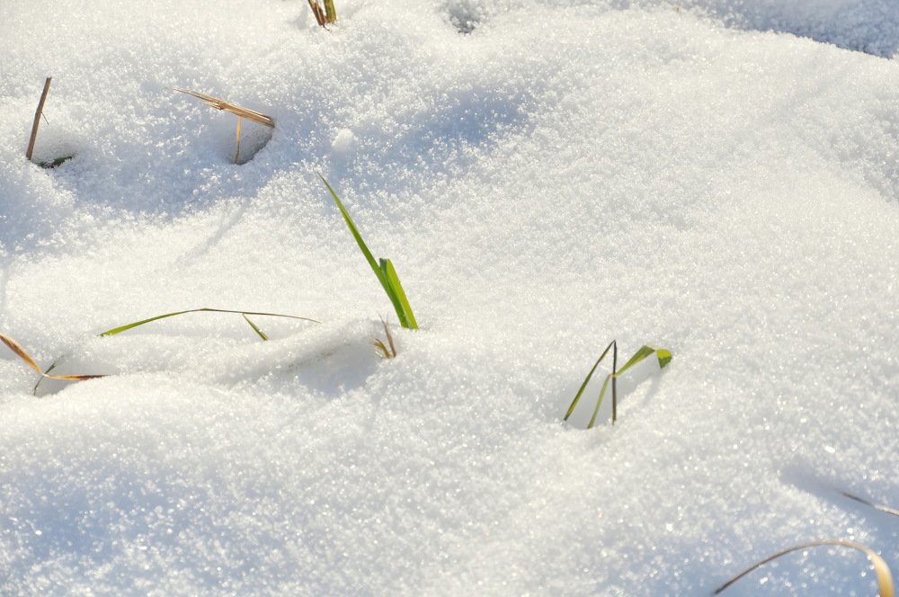 НА БЕЛОМ БЕЛОМ ПОКРЫВАЛЕ ЯНВАРЯ...