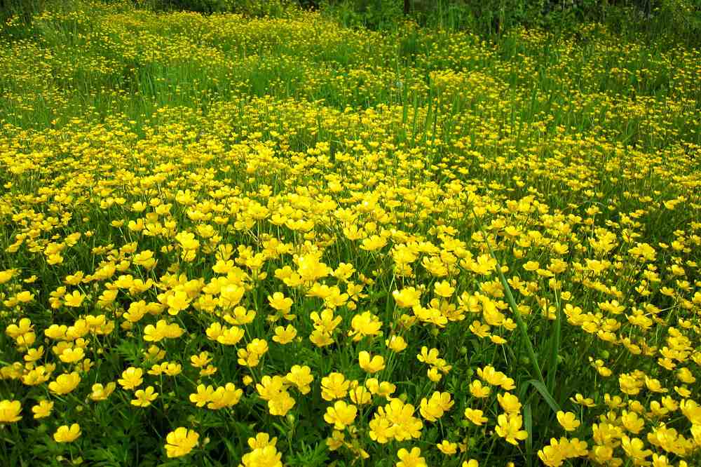 ЦВЕТОЧНАЯ ПОЛЯНКА