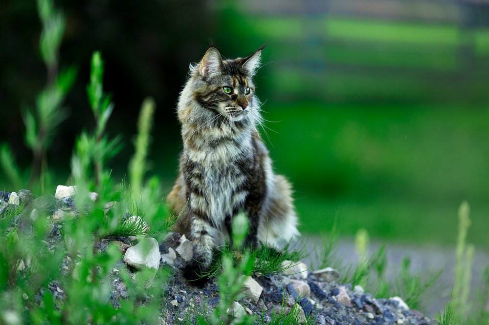 Photograph by Renate Tompsone