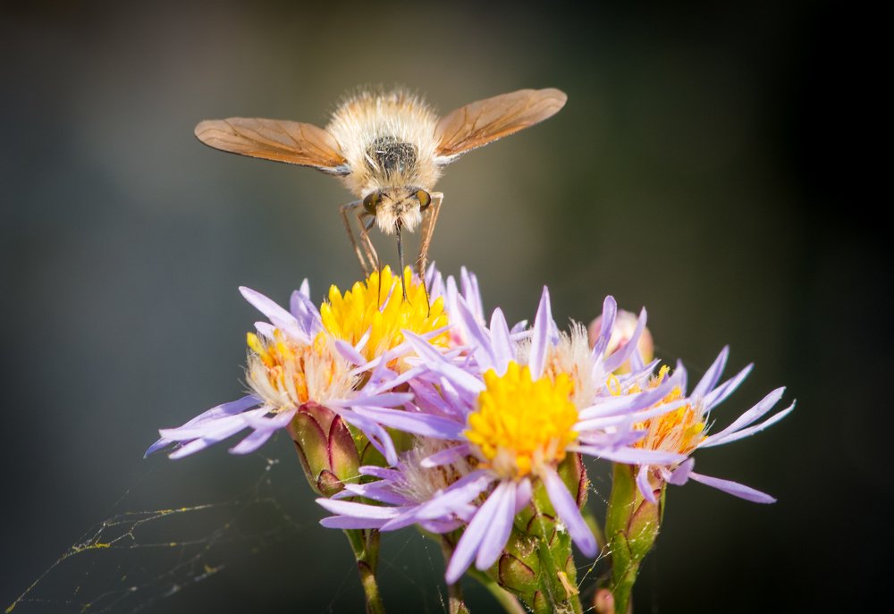 Bombyliidae