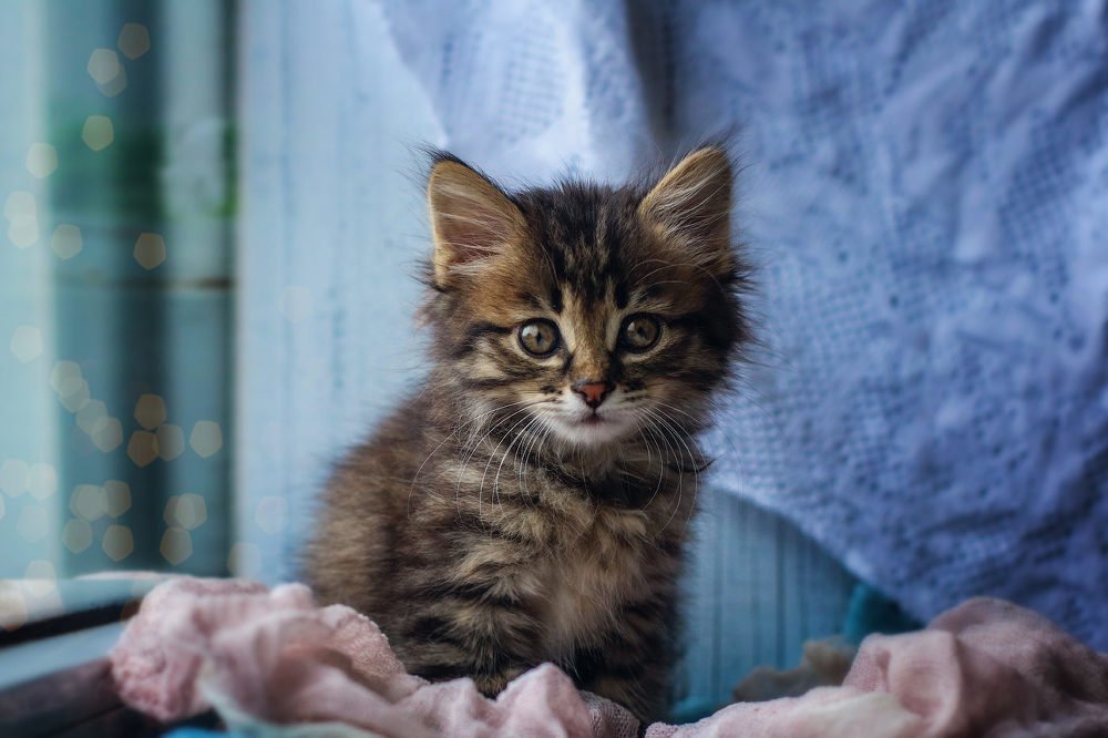 Фотография автора Наталья Водовозова