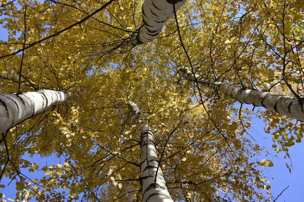 Фотография автора Тарасова Инна