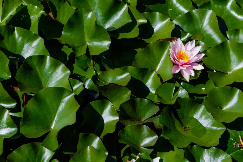 Фотография автора Андрей Серый