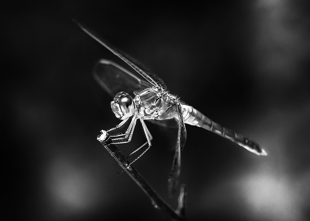 Photograph by amir badrazimi