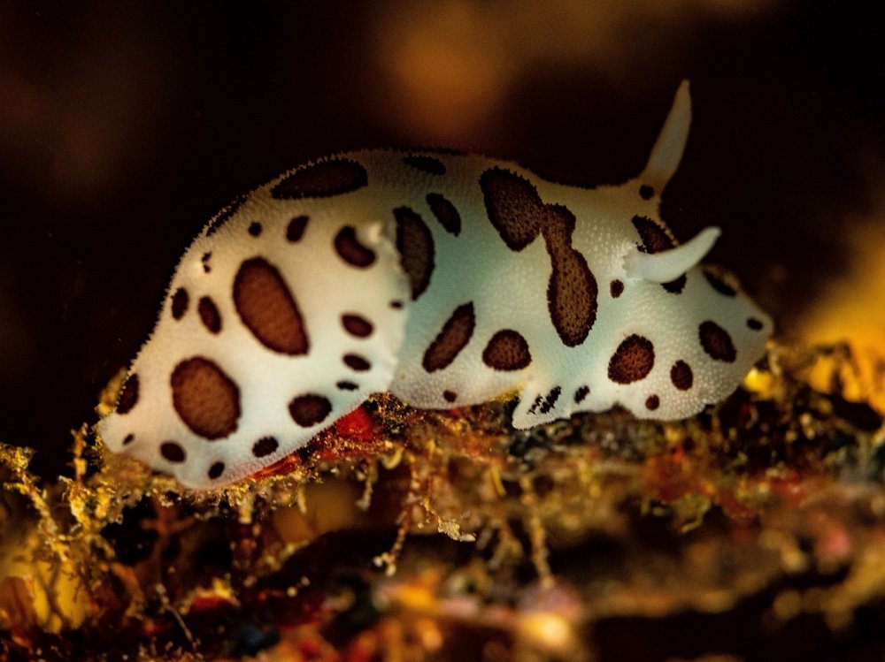 Photograph by Serge Melesan