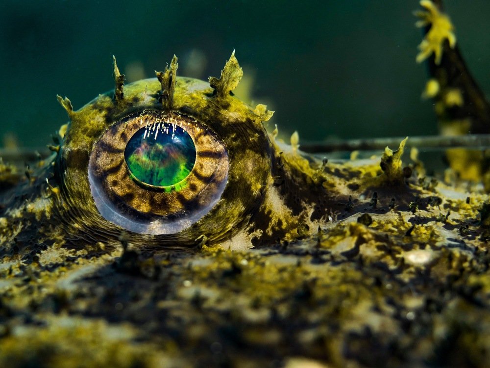 Photograph by Serge Melesan