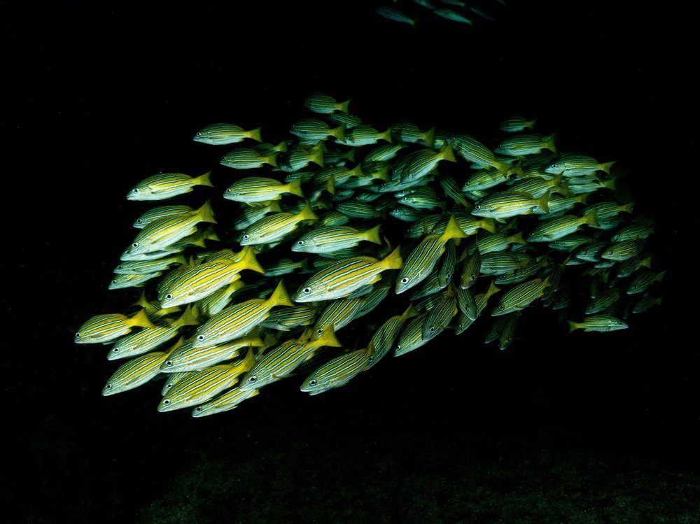 Photograph by Serge Melesan