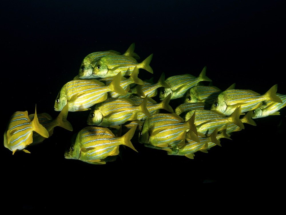 Photograph by Serge Melesan