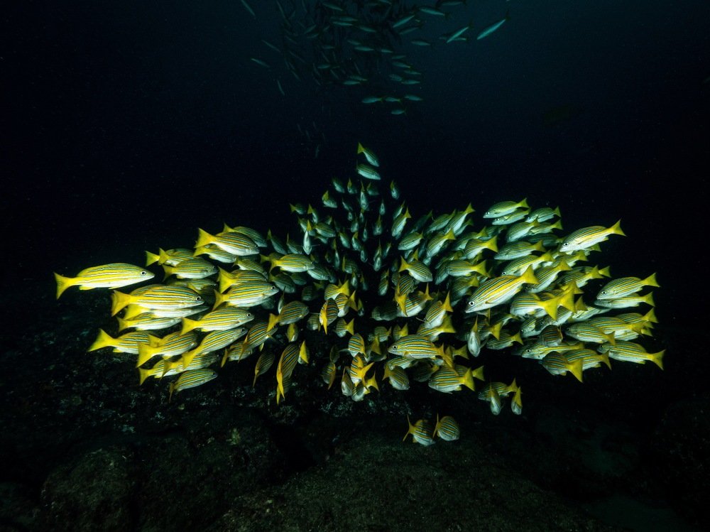 Photograph by Serge Melesan