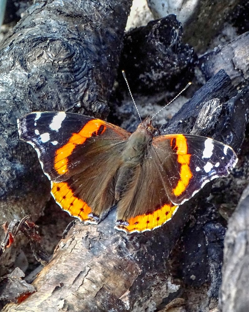 Butterfly on the ashes (Бабочка на пепелище)