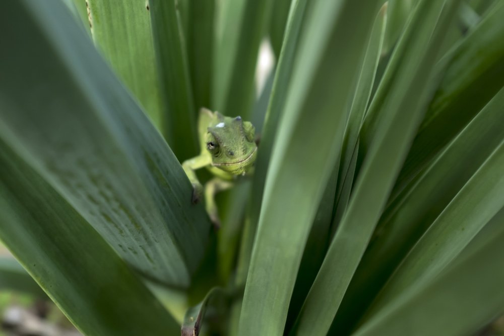 Photograph by salvatore Mercieca