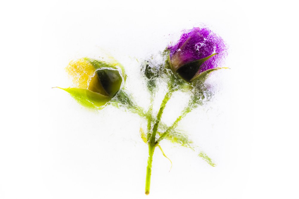 Цветы во льду