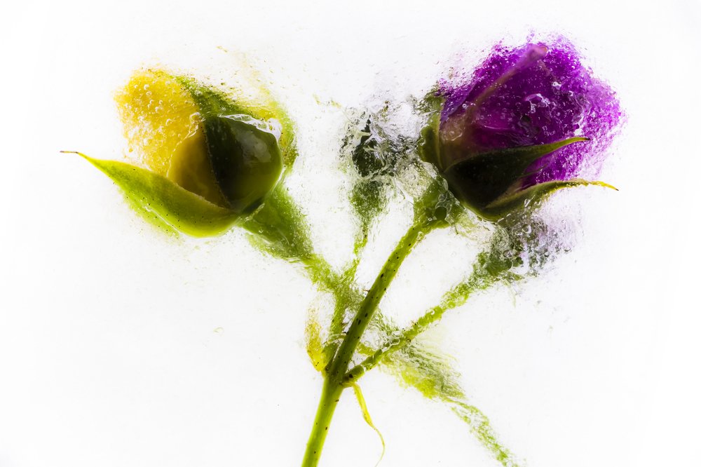 Цветы во льду