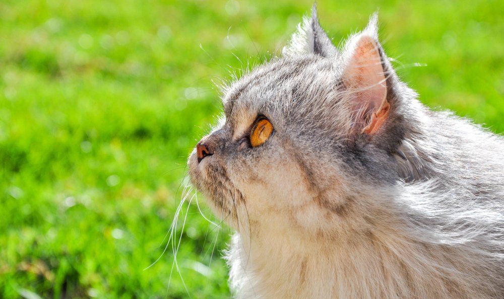 Photograph by Mohammad Harby