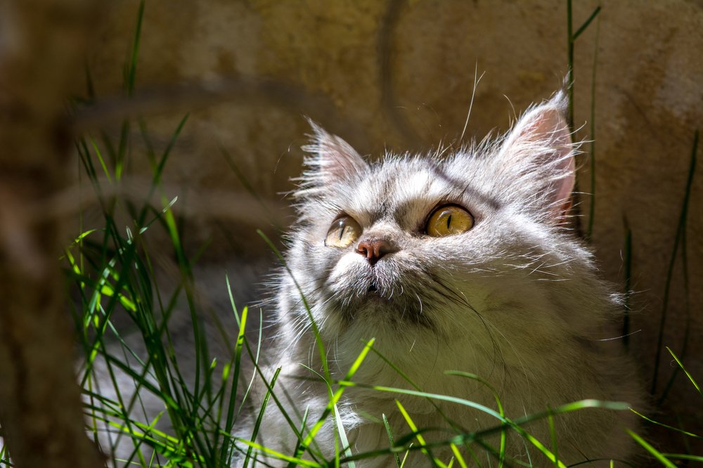 Photograph by Mohammad Harby