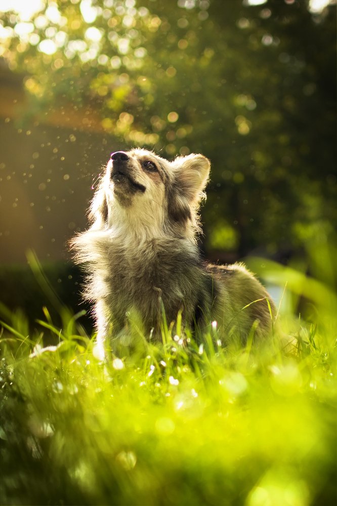 Dog