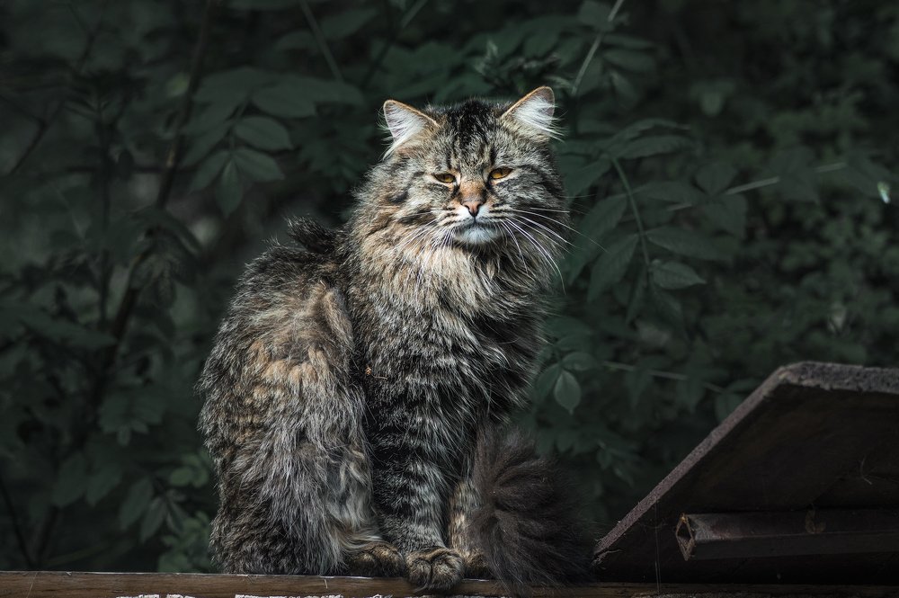 Photograph by Barbu Laurentiu