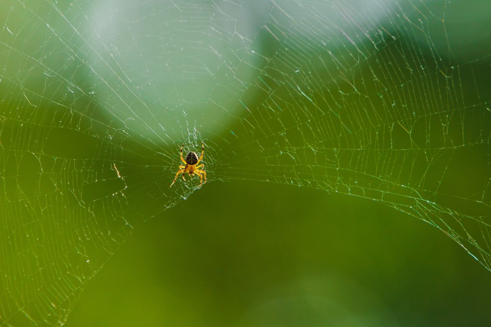 Фотография автора Андрей Серый