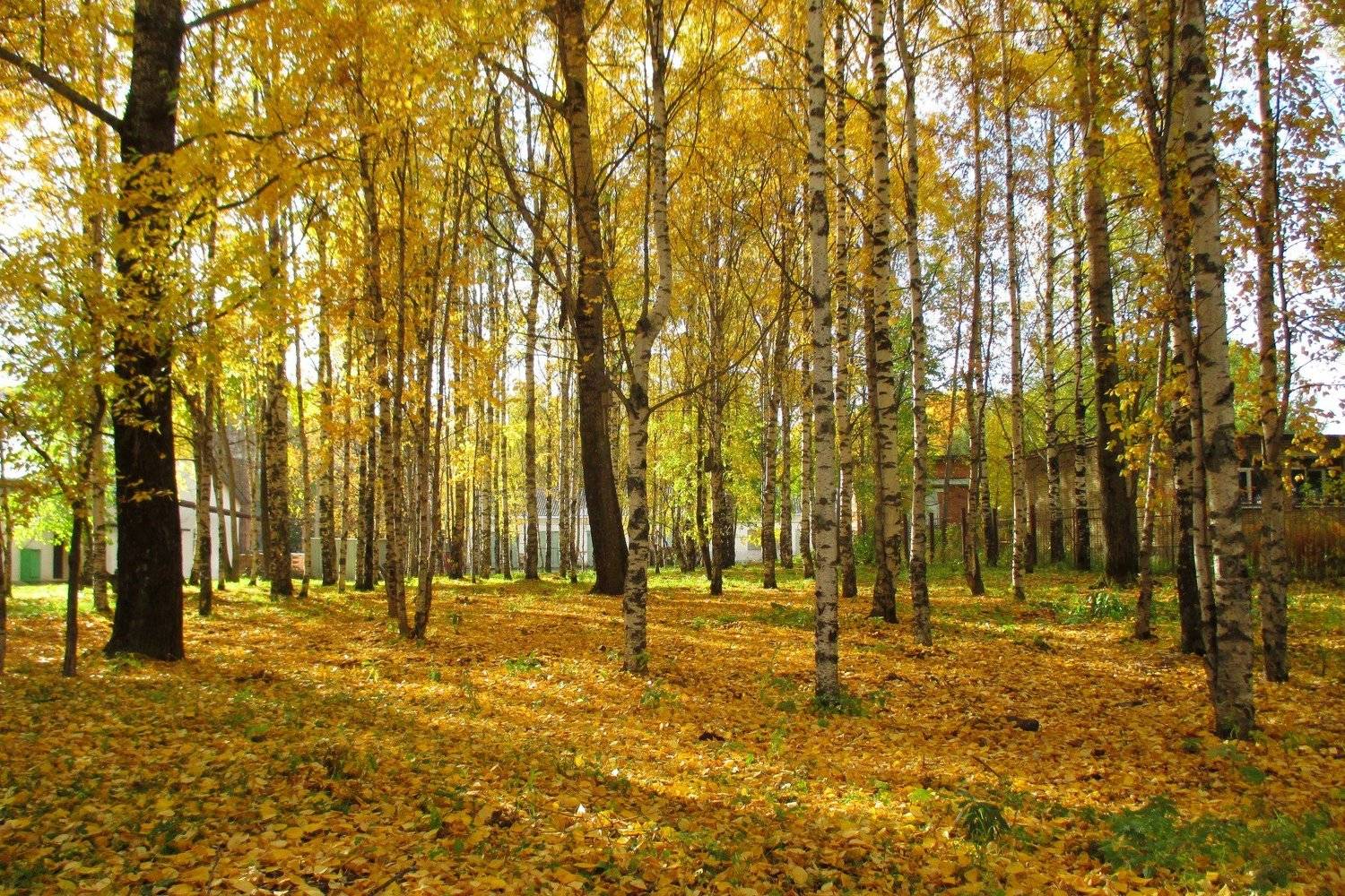 На ковре из желтых листьев...