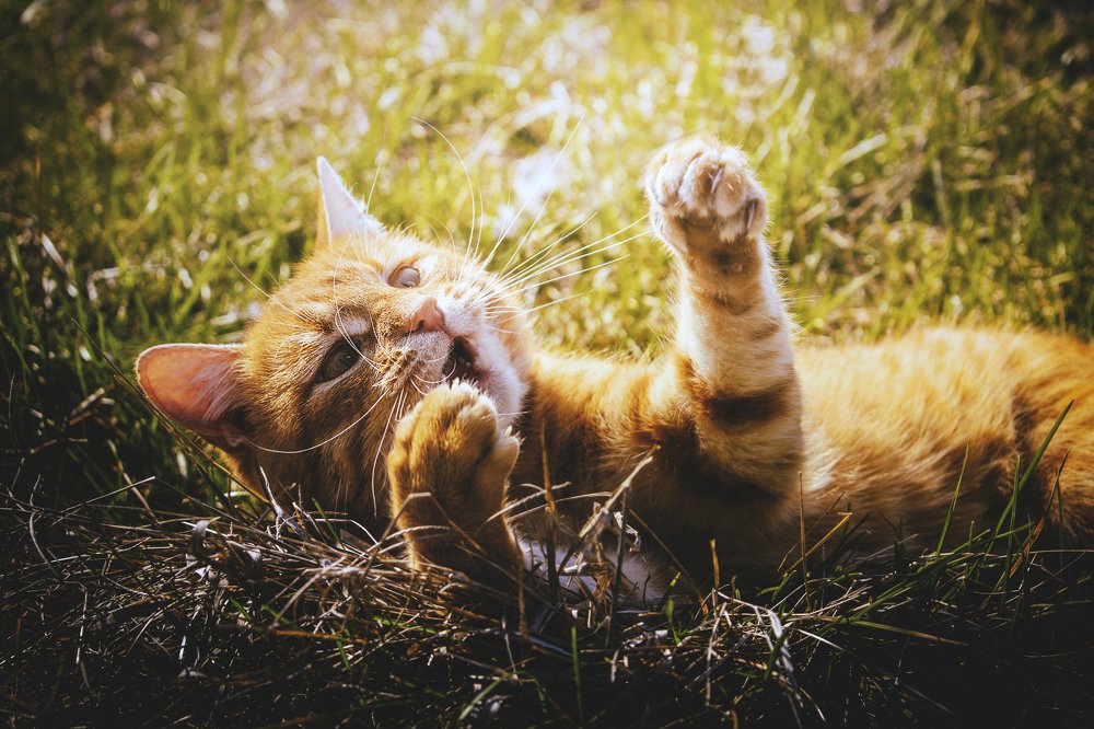 Cat
