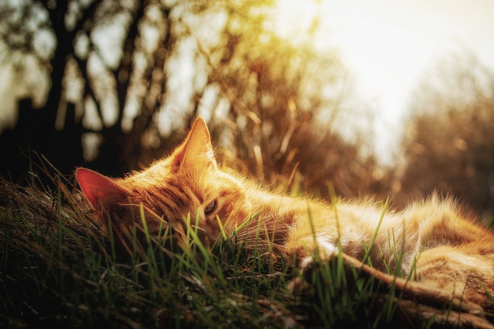 Cat