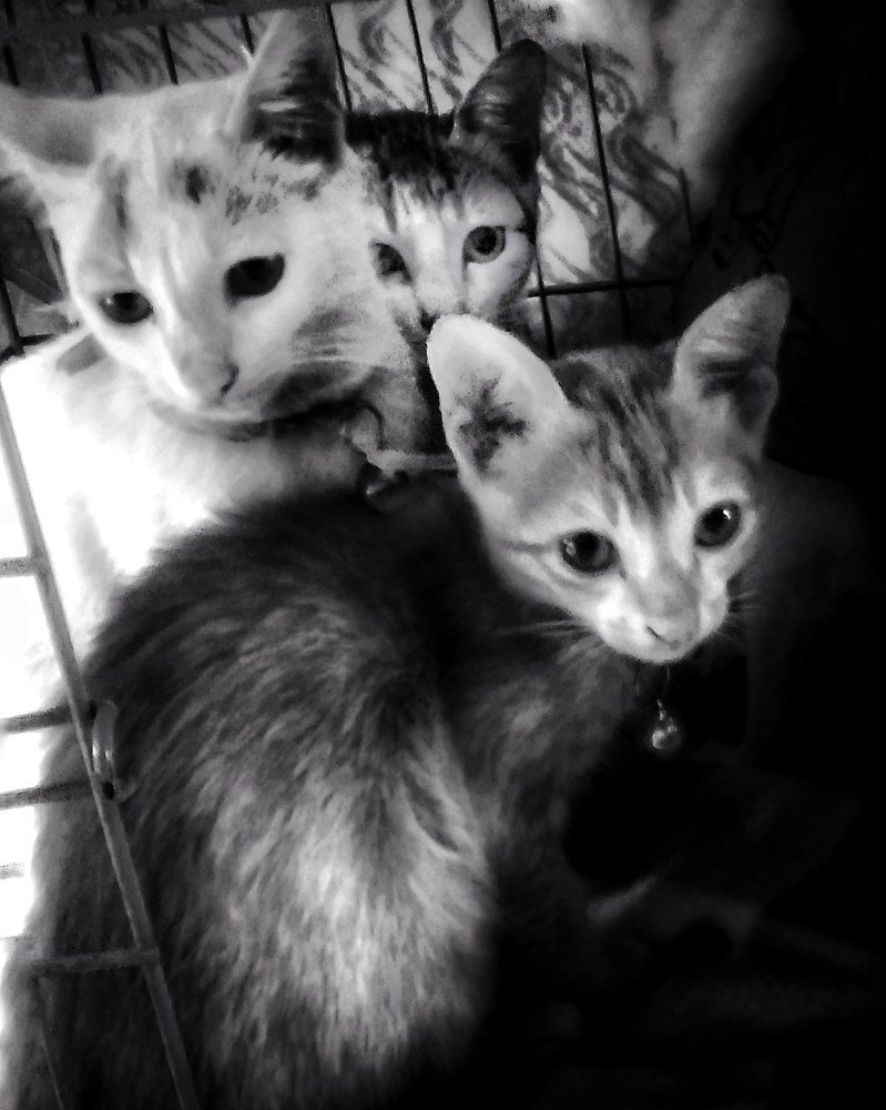 Photograph by Monuj Kr Dutta