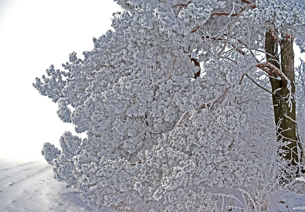 Photograph by Olga Haritonovich