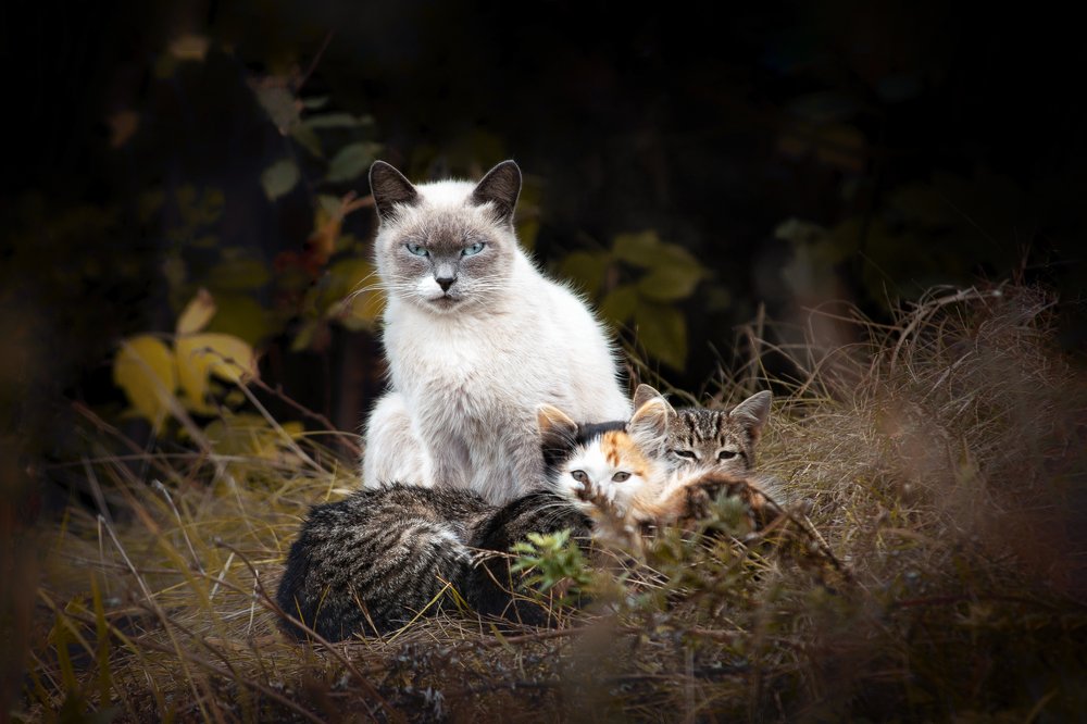 Кошачье семейство